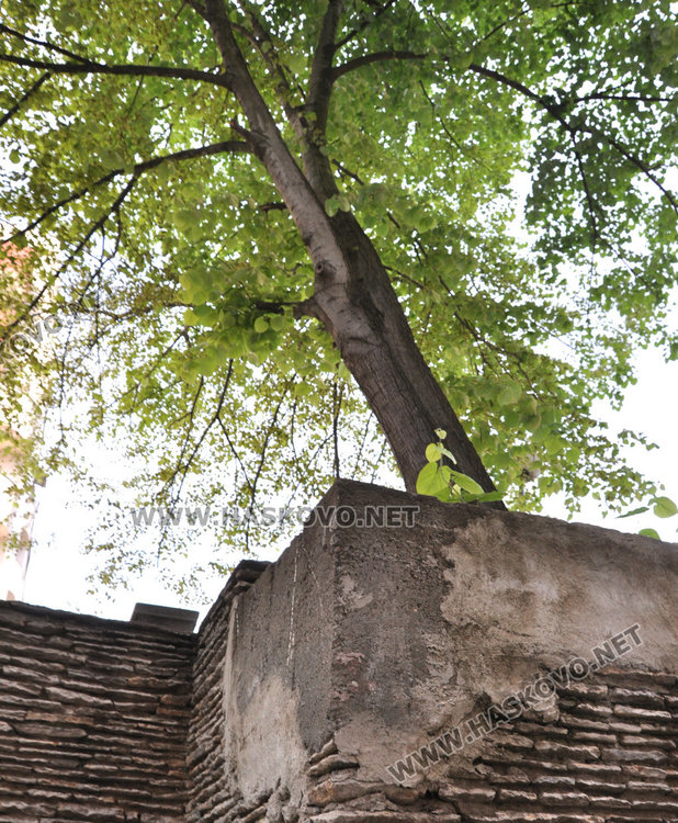 Хасковлийка: Наклонено дърво може да се стовари върху минувачи