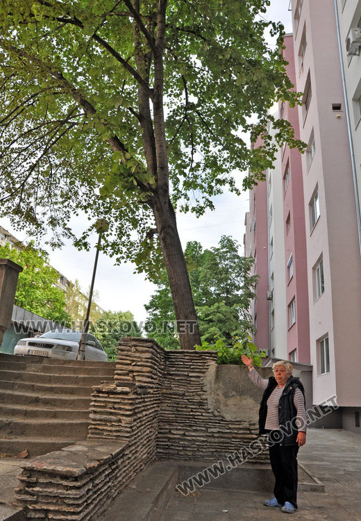 Хасковлийка: Наклонено дърво може да се стовари върху минувачи