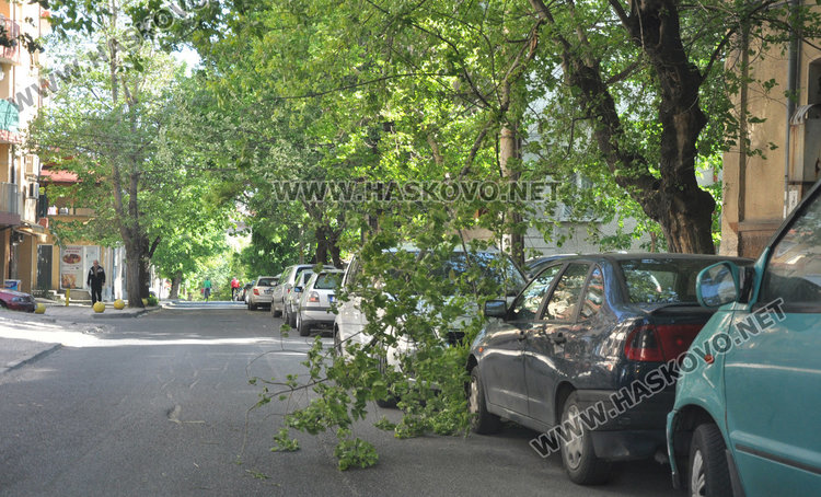 Кола се разби в паднала топола край хасковската река