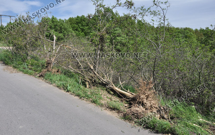 Кола отсече дървета и се обърна по таван край Въгларово