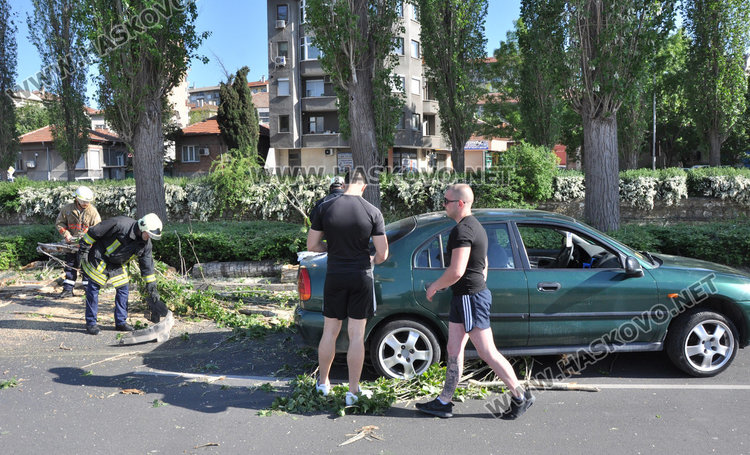 Кола се разби в паднала топола край хасковската река