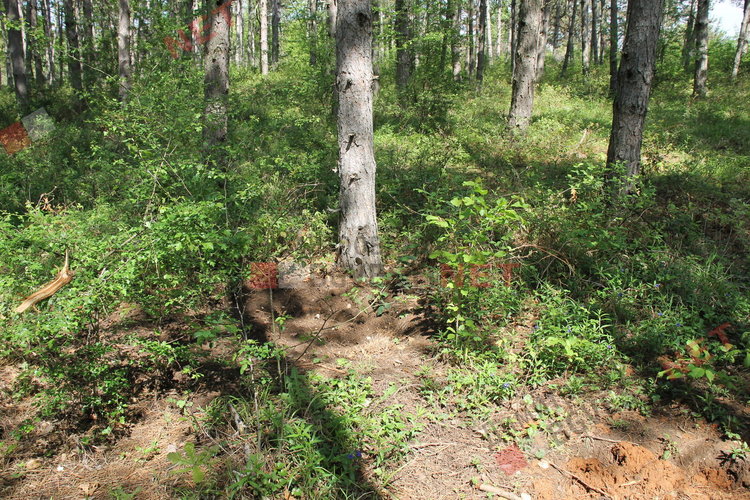 „Гробище за домашни любимци“ в димитровградските паркове