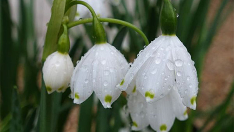 Забраниха събирането на блатно кокиче, попада под закрила на закона