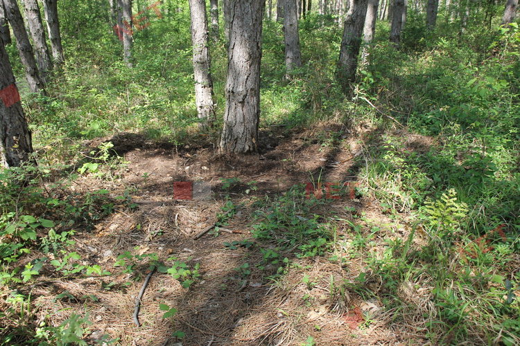 „Гробище за домашни любимци“ в димитровградските паркове