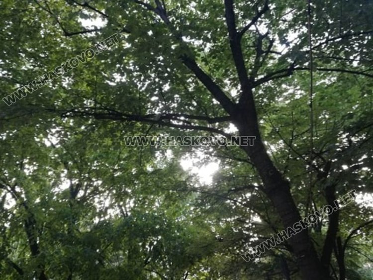 Хасковлийка: изсъхнали клони падат от дървета в центъра на града