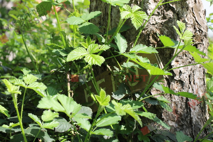 „Гробище за домашни любимци“ в димитровградските паркове