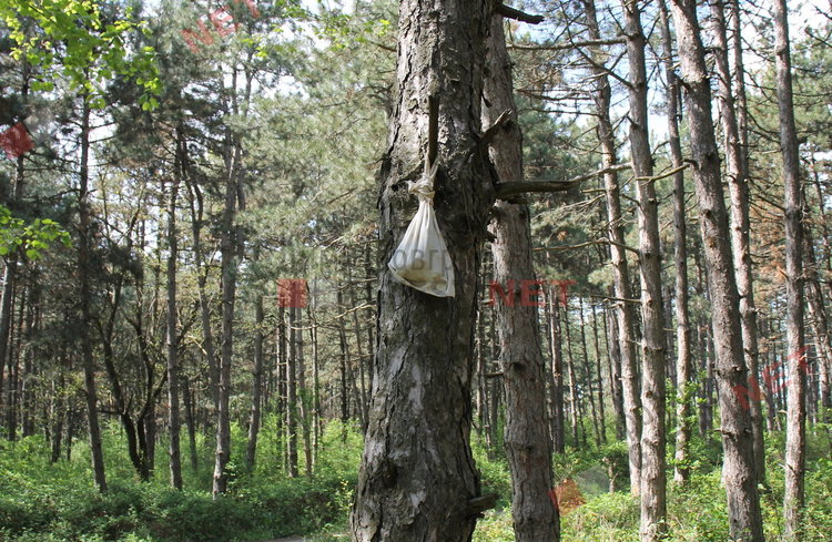 „Гробище за домашни любимци“ в димитровградските паркове
