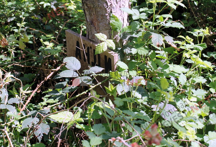 „Гробище за домашни любимци“ в димитровградските паркове
