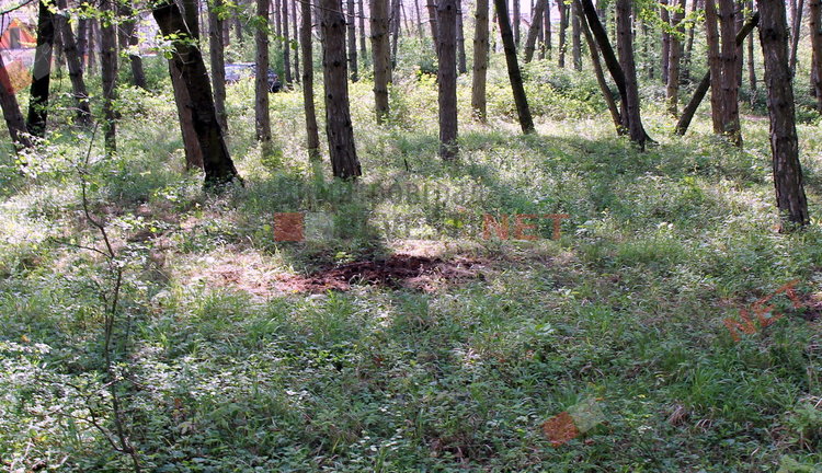 „Гробище за домашни любимци“ в димитровградските паркове
