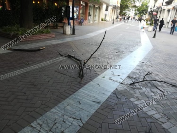 Хасковлийка: изсъхнали клони падат от дървета в центъра на града