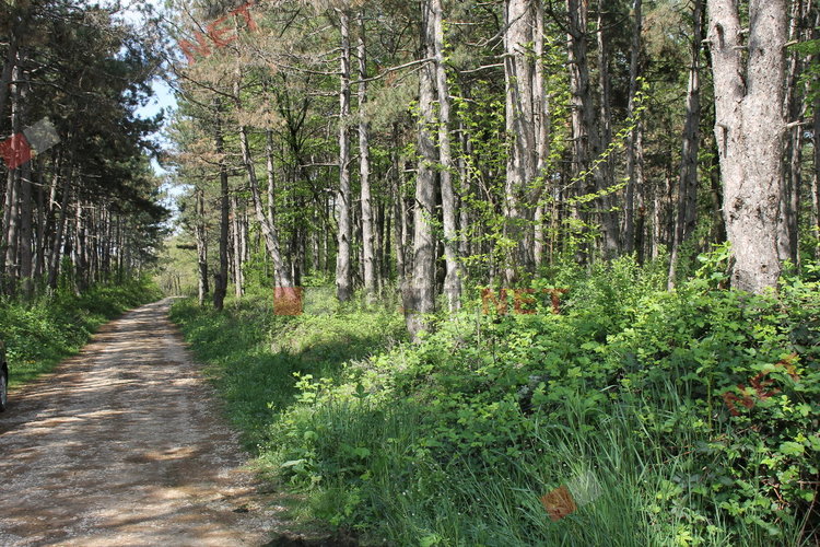 „Гробище за домашни любимци“ в димитровградските паркове
