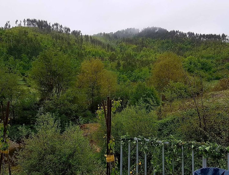 В Неделино пребродиха реката и играха хора за Гергьовден