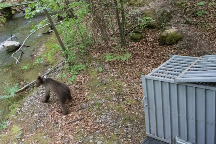 Върнаха сред природата трите изоставени в гората мечета, открити преди година край Доспат