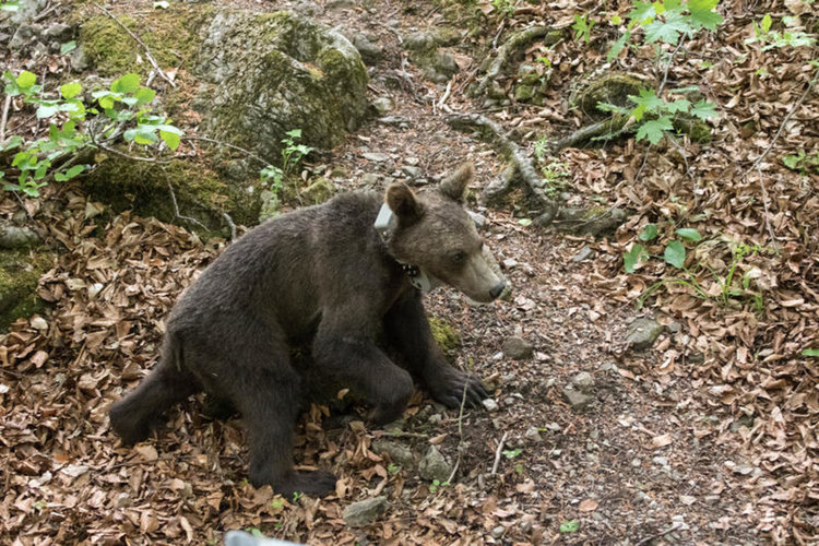 Върнаха у дома мечетата, намерени край Доспат /видео/