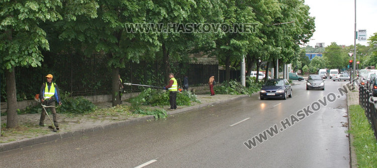 Подрязват саморасляците по тротоара на бул „В. Левски“