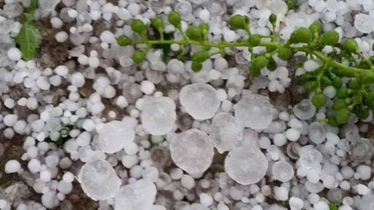 Градушките унищожиха реколтата на Българене