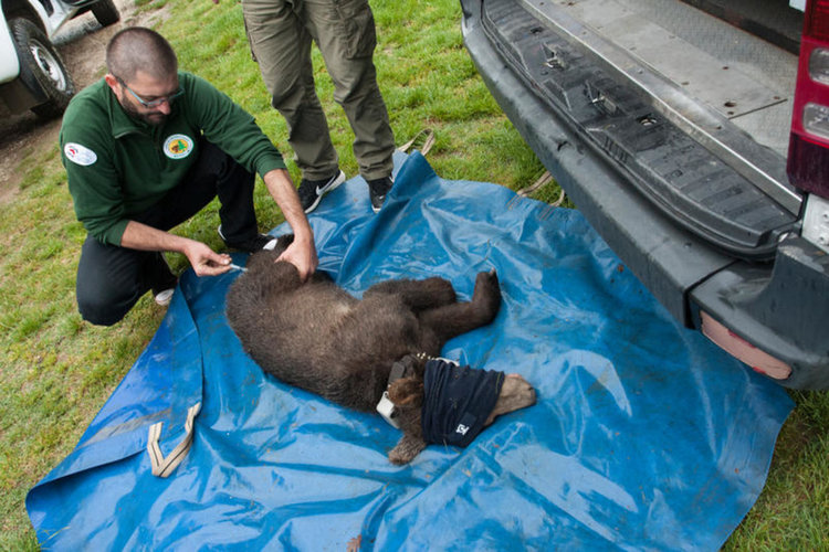 Министерство на околната среда и водите и Фондация „Четири лапи“ организираха спасяването на изоставените малки, намерени през април 2018г, снимки: пресцентър МОСВ