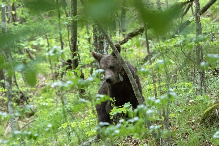 Върнаха у дома мечетата, намерени край Доспат /видео/
