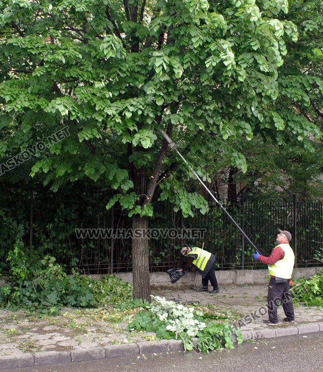 Подрязват саморасляците по тротоара на бул „В. Левски“