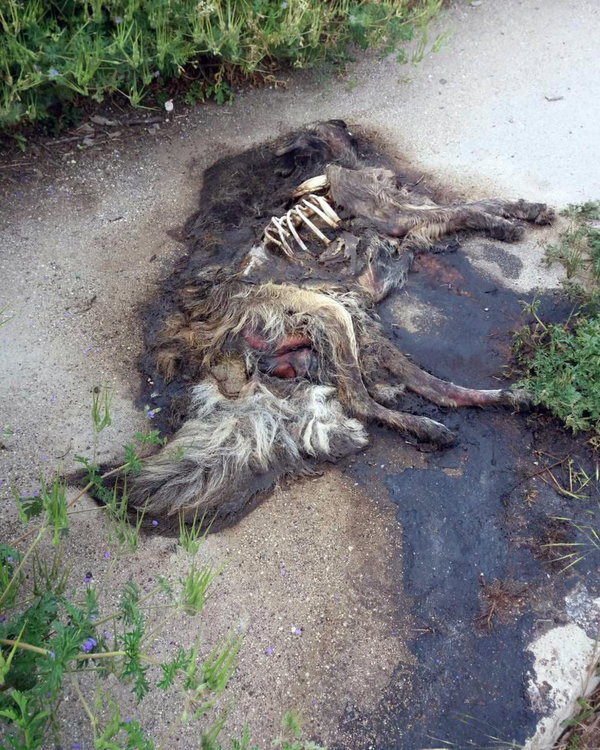 Хасковлийка: Разлагащ се труп на куче разнася воня