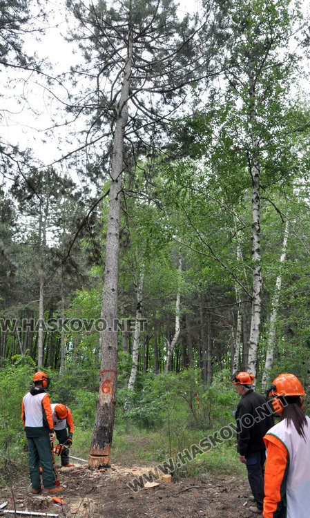 Царската гимназия в Хасково е златен медалист от Национално състезание по Горски многобой