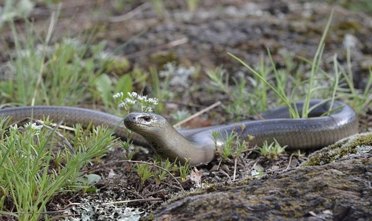 Четири змии от двора на детска градина в Мадан "чистиха" огнеборци