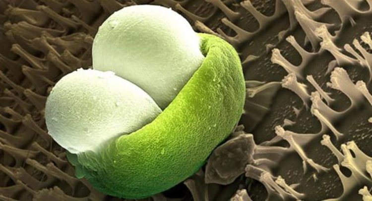 Бор, размер на зърната 45-65 микрона