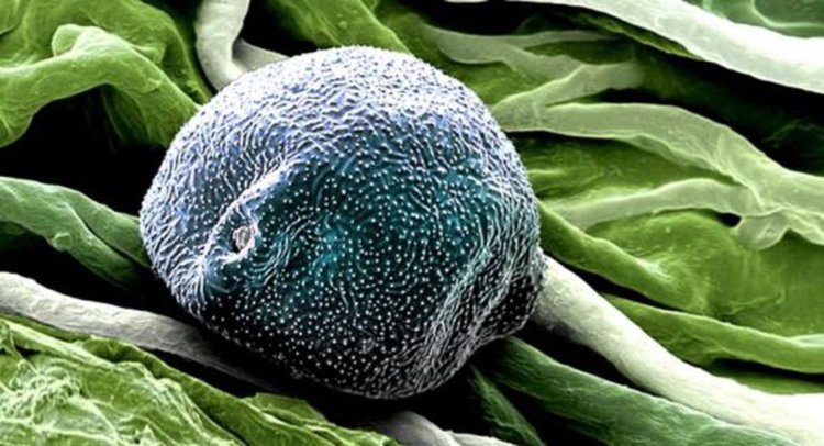 Бреза, размер на зърната 30-50 микрона