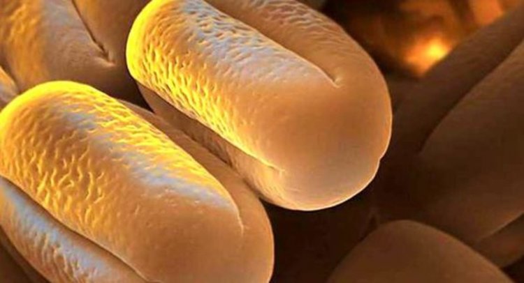 Детелина, размер на зърната 10-12 микрона