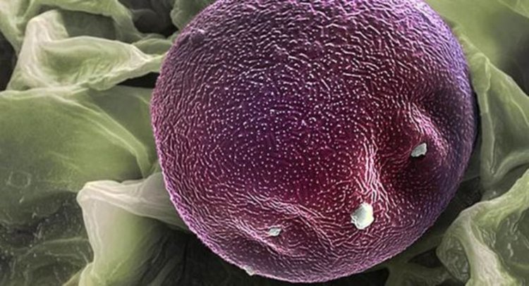 Елша, размер на зърната 25-50 микрона