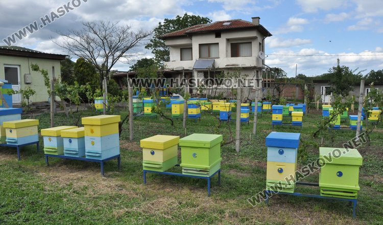 Стопани от Спахиево притеснени за пчелините заради фантомно пръскане от въздуха /видео/