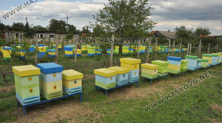 Стопани от Спахиево притеснени за пчелините заради фантомно пръскане от въздуха /видео/