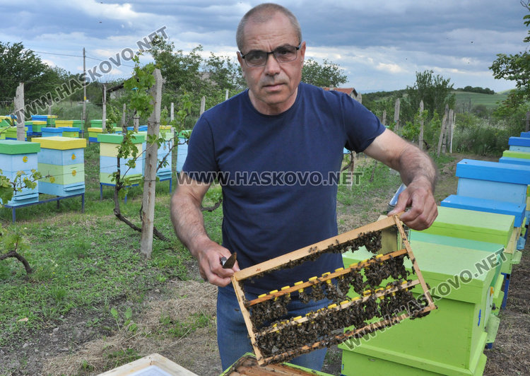 Стопани от Спахиево притеснени за пчелините заради фантомно пръскане от въздуха /видео/