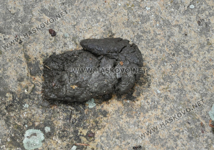 Кучешките площадки в Хасково във фекалии, достъпът проблемен