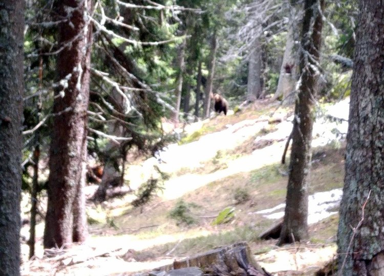 Смолянчанка срещна мечка от близо докато обикаля гората като стражар