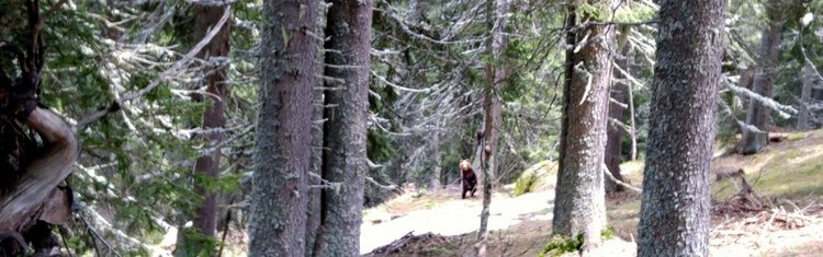 Мечка с малко от разстояние 50 метра срещна днес горският стражар Петя Цекова, снимките са от личния й профил в социалната мрежа