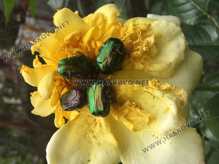 Предимно слънчево в четвъртък, живакът стига 24 градуса