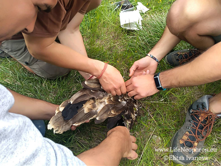 Три египетски лешояда, отгледани в зоопаркове, вече летят в Източните Родопи