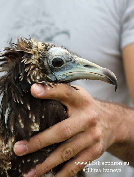 Три египетски лешояда, отгледани в зоопаркове, вече летят в Източните Родопи
