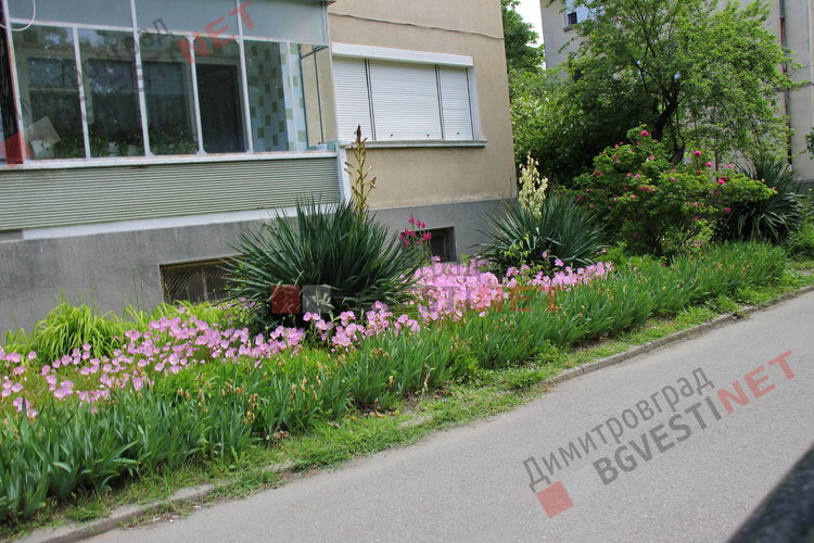 За добрия пример на димитровградчани. Баба Тонка: отгледахме я като дете, вече е на 19 години 