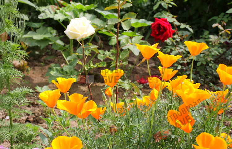 За добрия пример на димитровградчани. Баба Тонка: отгледахме я като дете, вече е на 19 години 