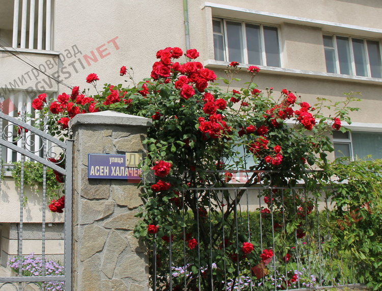 За добрия пример на димитровградчани. Баба Тонка: отгледахме я като дете, вече е на 19 години 