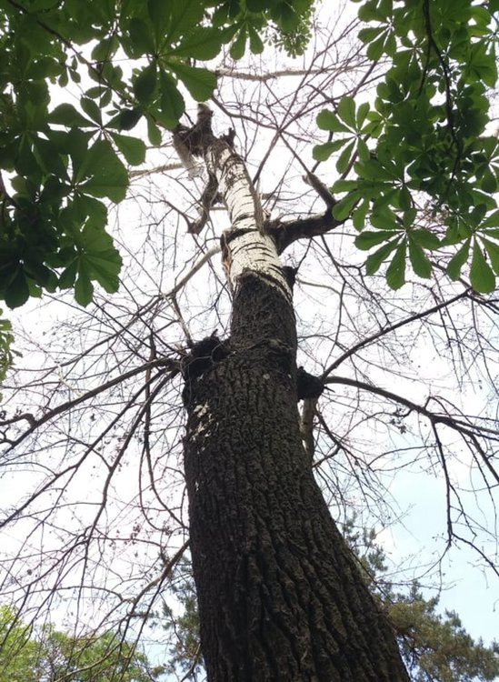 За опасно дърво в парка е сигнализирала д-р Сименова