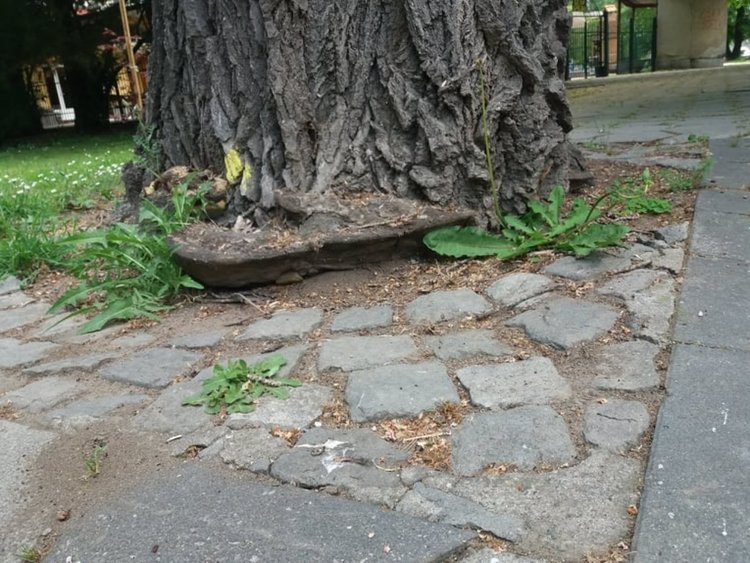 За опасно дърво в парка е сигнализирала д-р Сименова