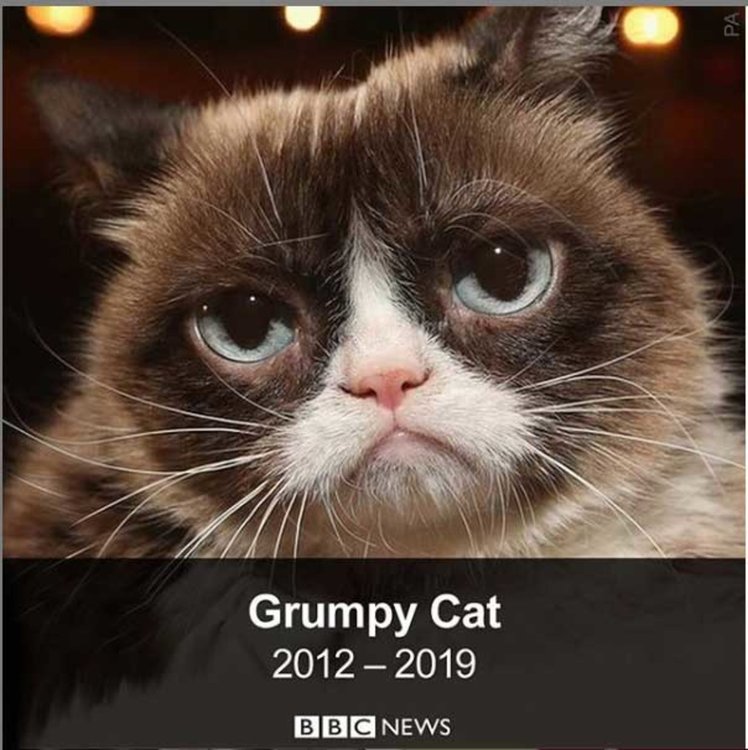 Почина най-популярната котка в интернет