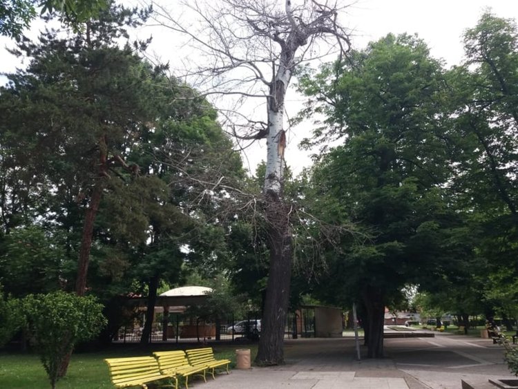 За опасно дърво в парка е сигнализирала д-р Сименова
