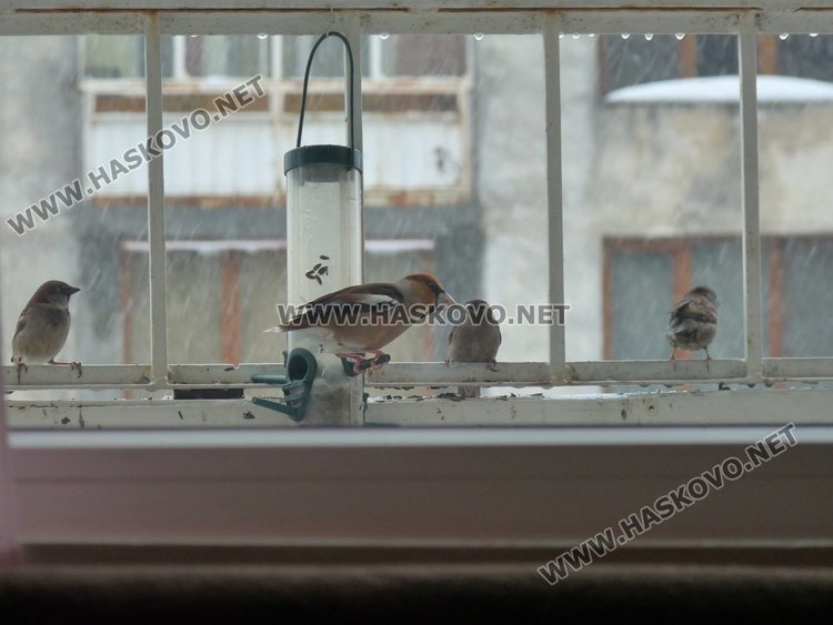 Губим биологични видове не само качествено, но и количествено