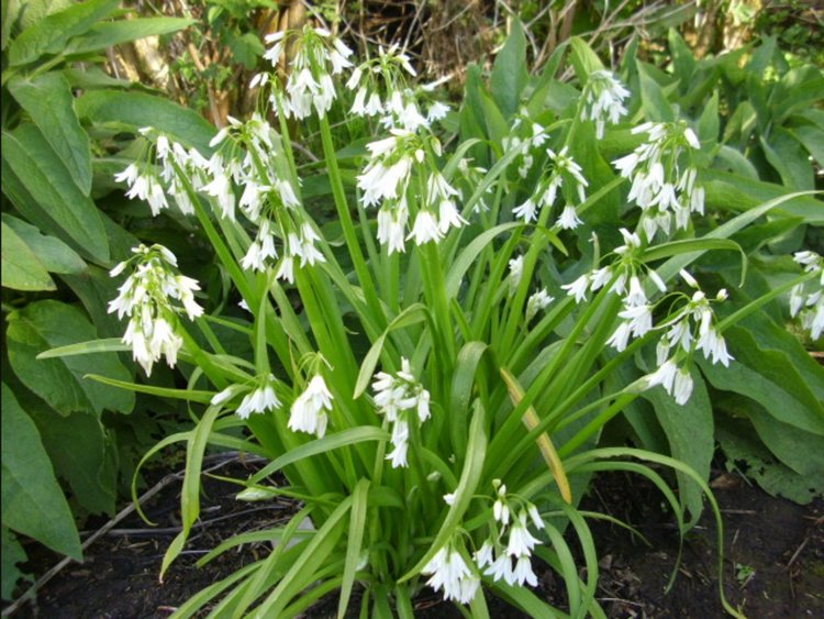 Разновидност с тънки листа