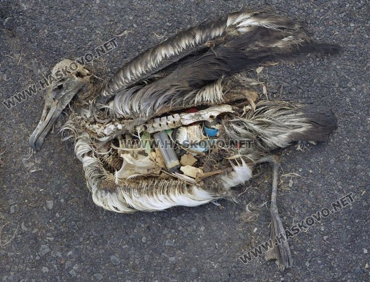 Съдържанието на стомаха на мъртъв албатрос, открит на остров в Тихия океан през 2009 година