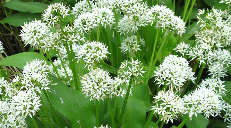 Див чесън. Цъфти през май, не се бере след това